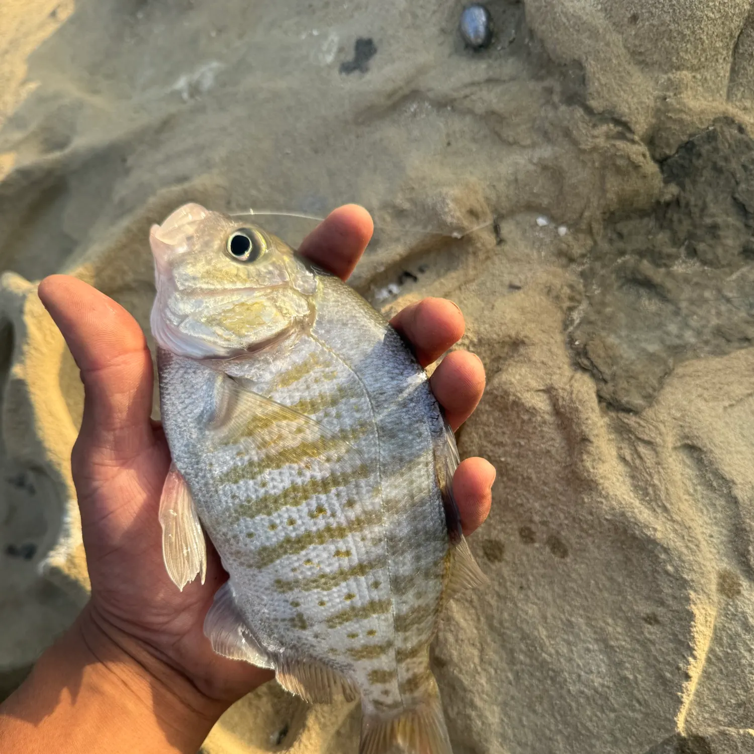 The most recent Barred surfperch catches on Fishbrain