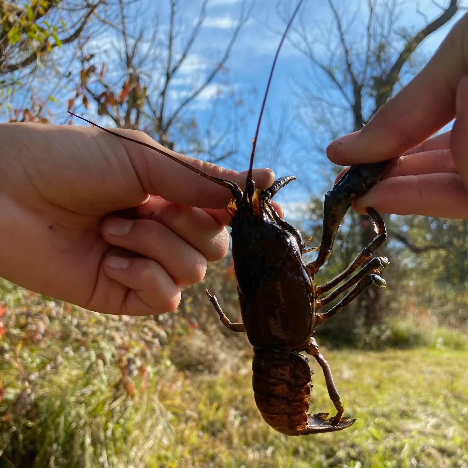 Signal crayfish caught on Fishbrain