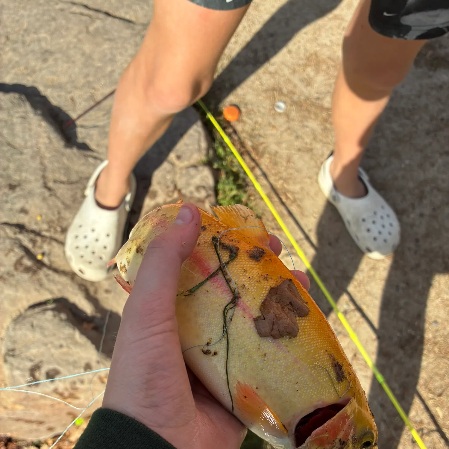 The most recent Golden rainbow trout catches on Fishbrain