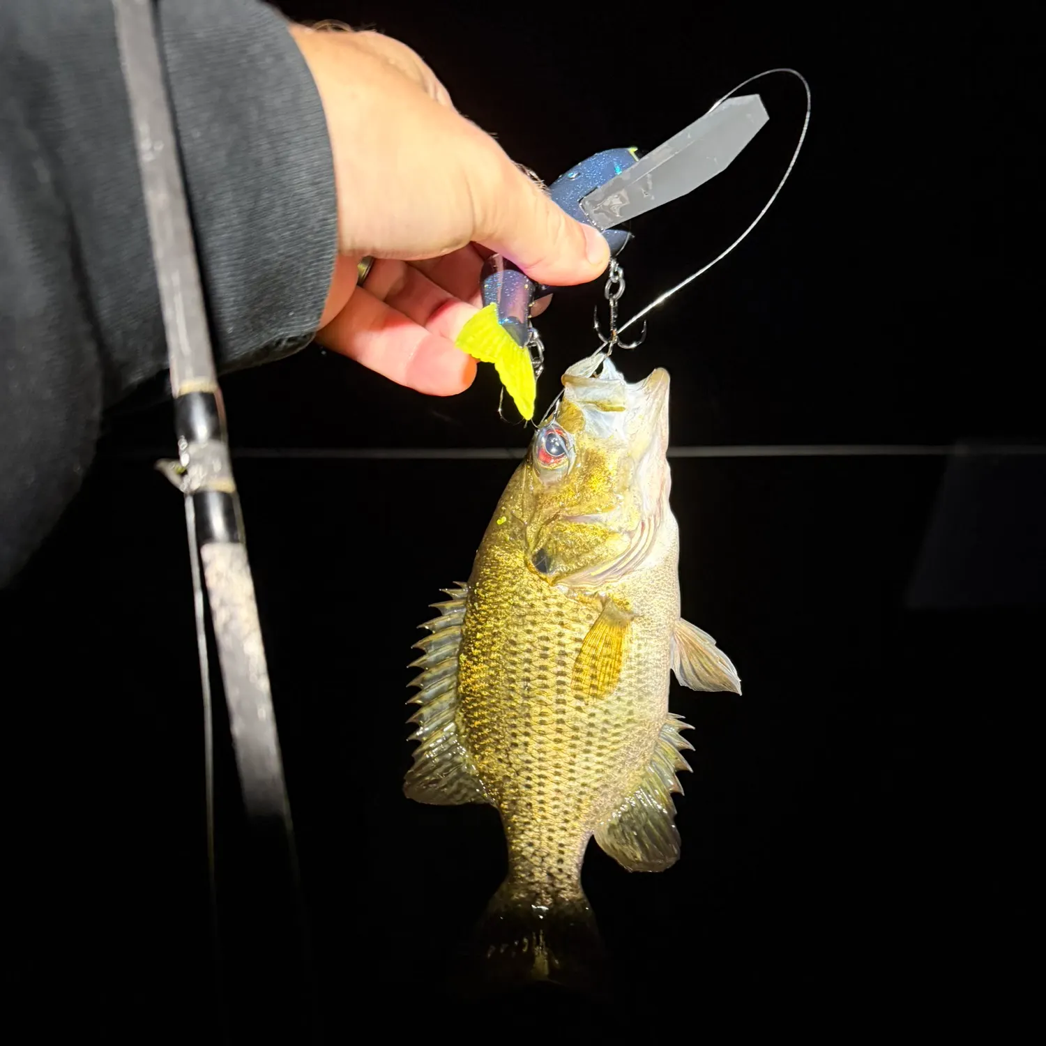 Rock bass caught on Fishbrain