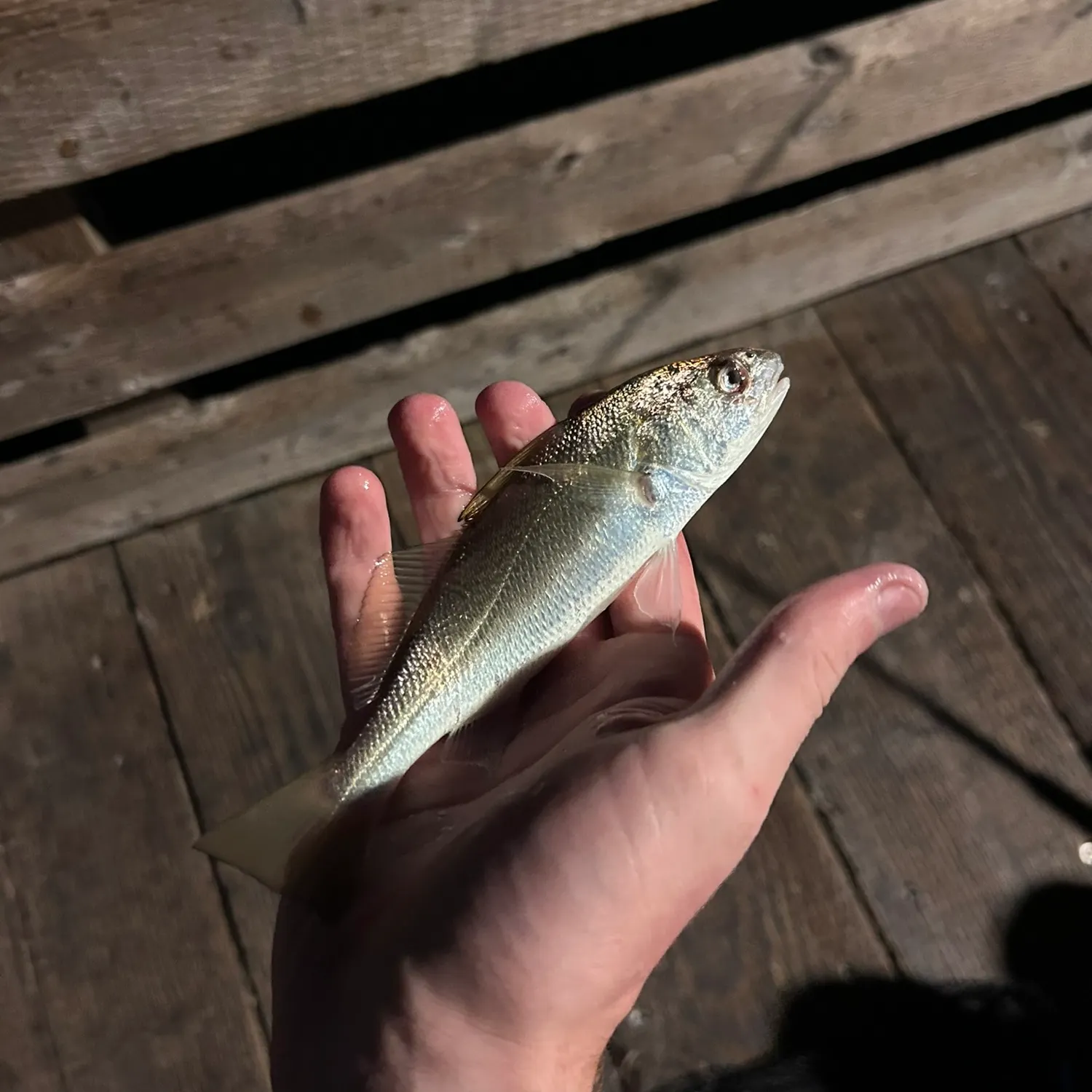 White croaker caught on Fishbrain