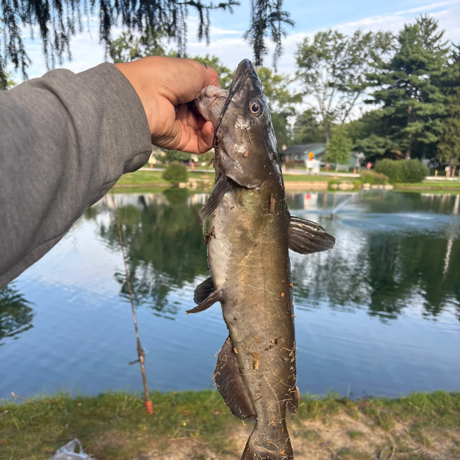 Channel catfish caught on Fishbrain