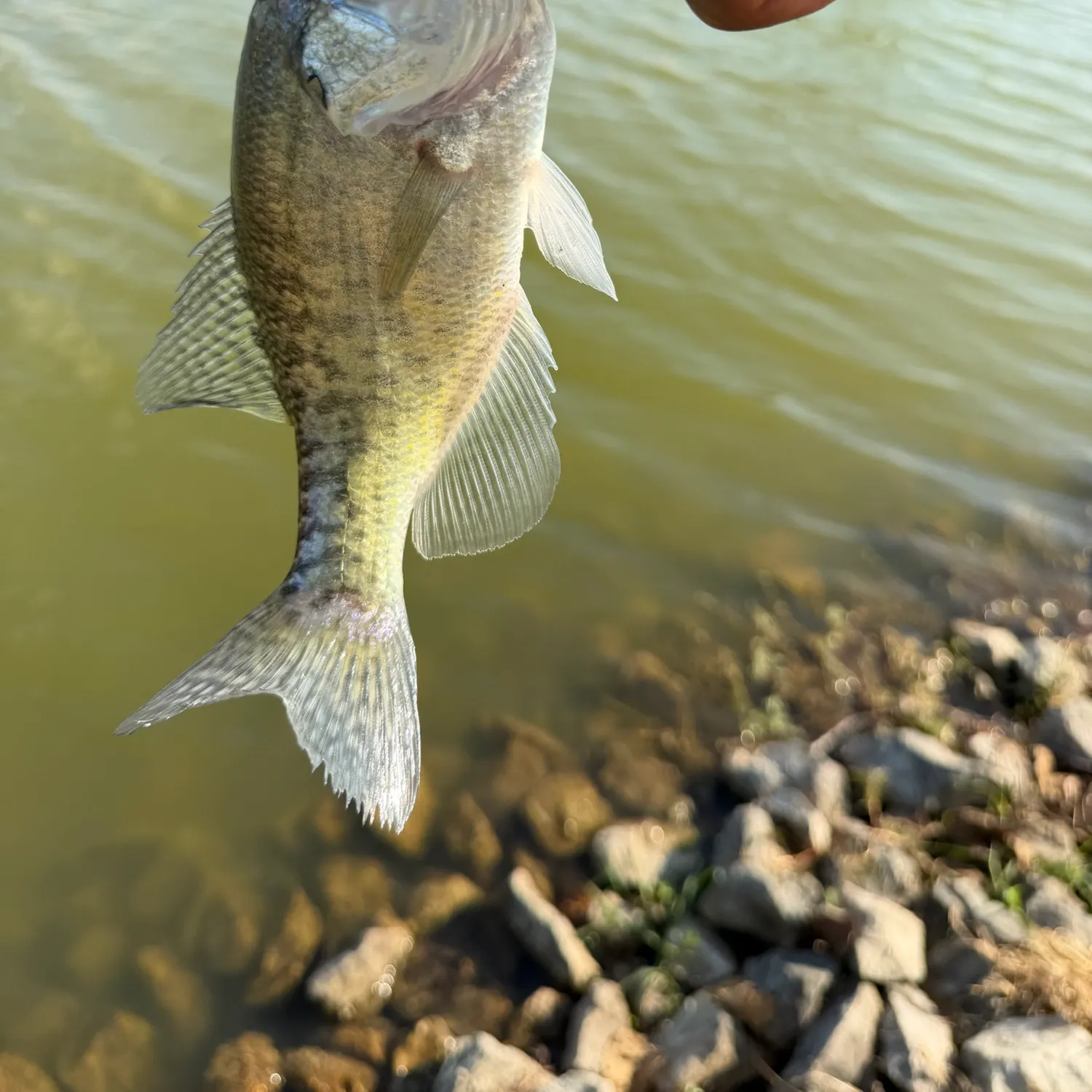 White crappie caught on Fishbrain
