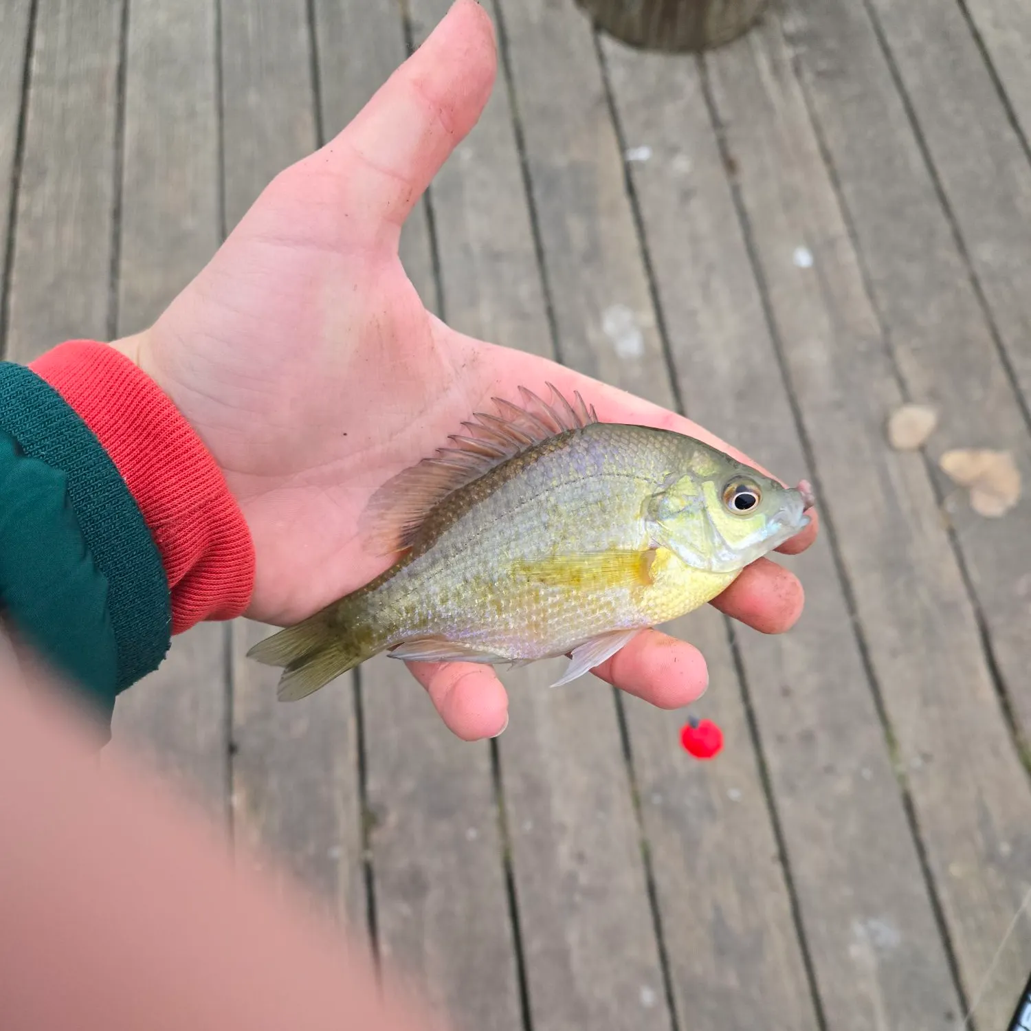 The most recent Bluegill catches on Fishbrain