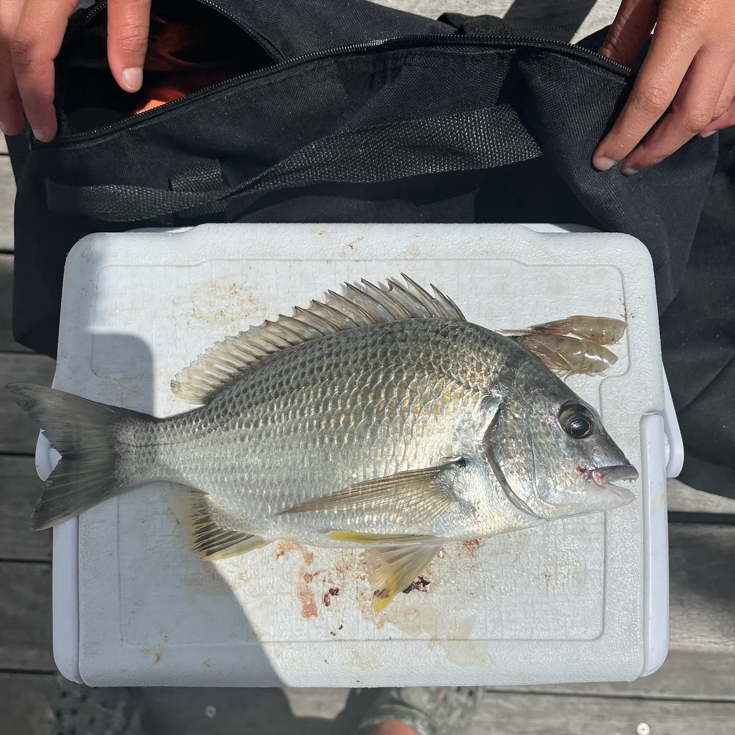 recently logged catches