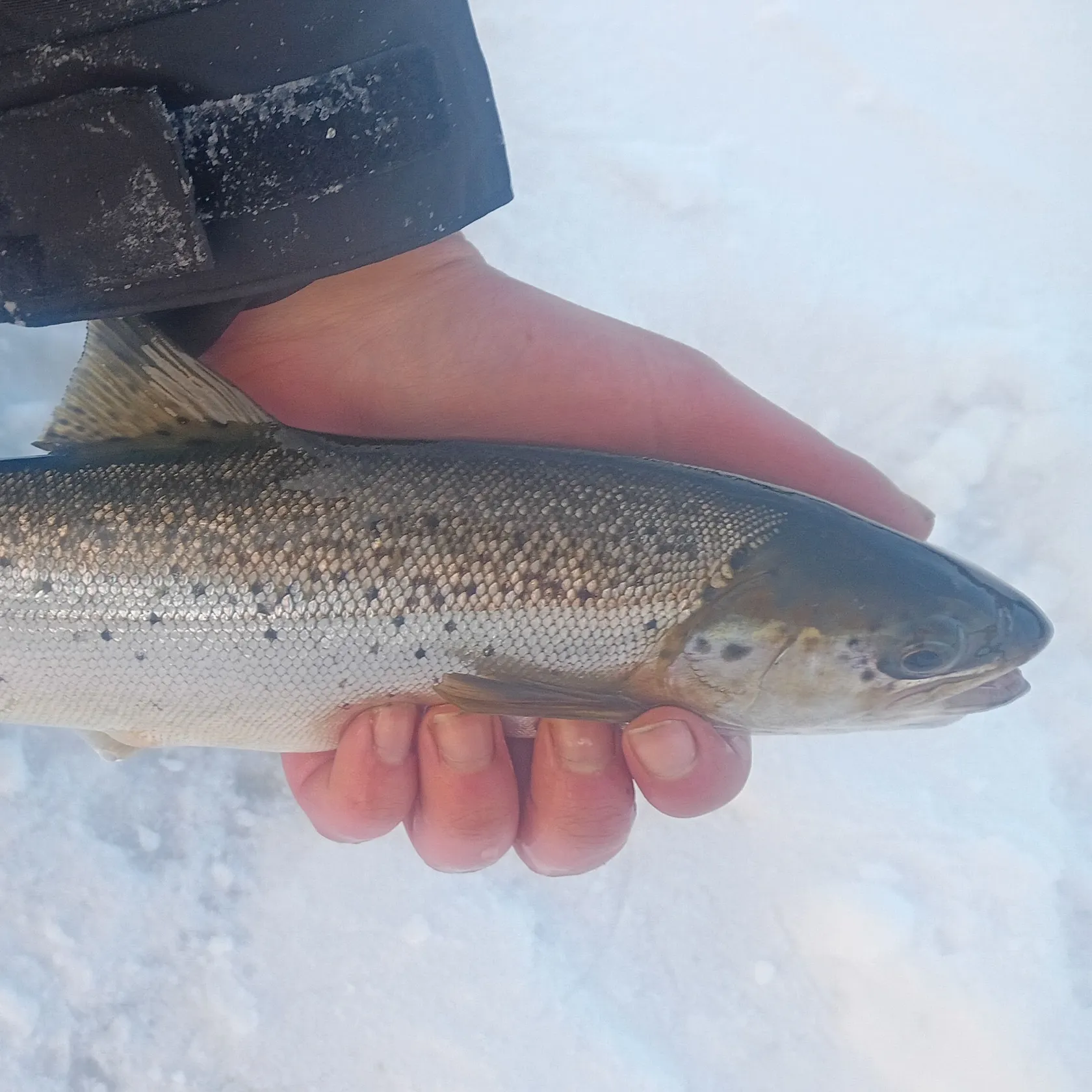 The most recent Landlocked atlantic salmon catches on Fishbrain