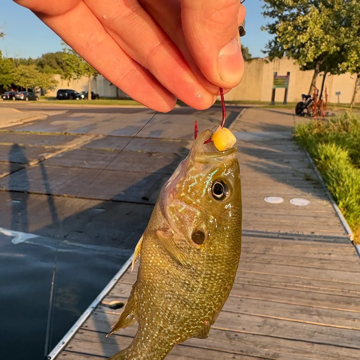 catch