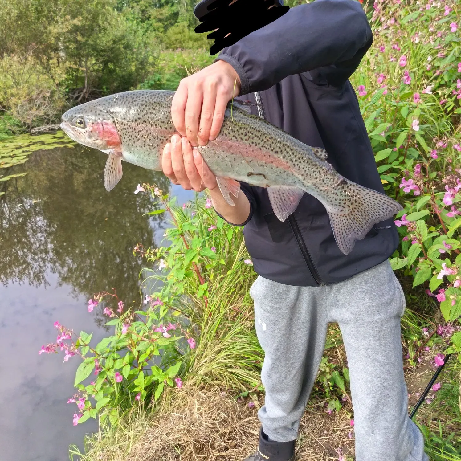 Rainbow trout caught on Fishbrain