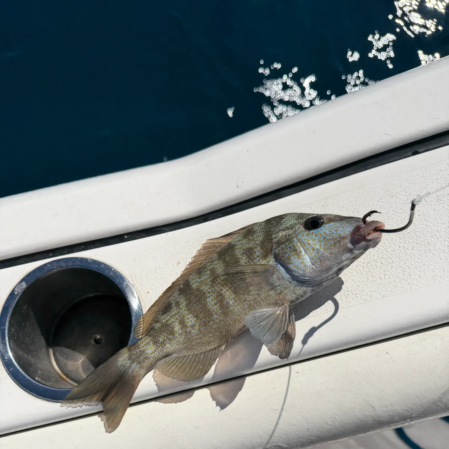 The most recent Pigfish catches on Fishbrain
