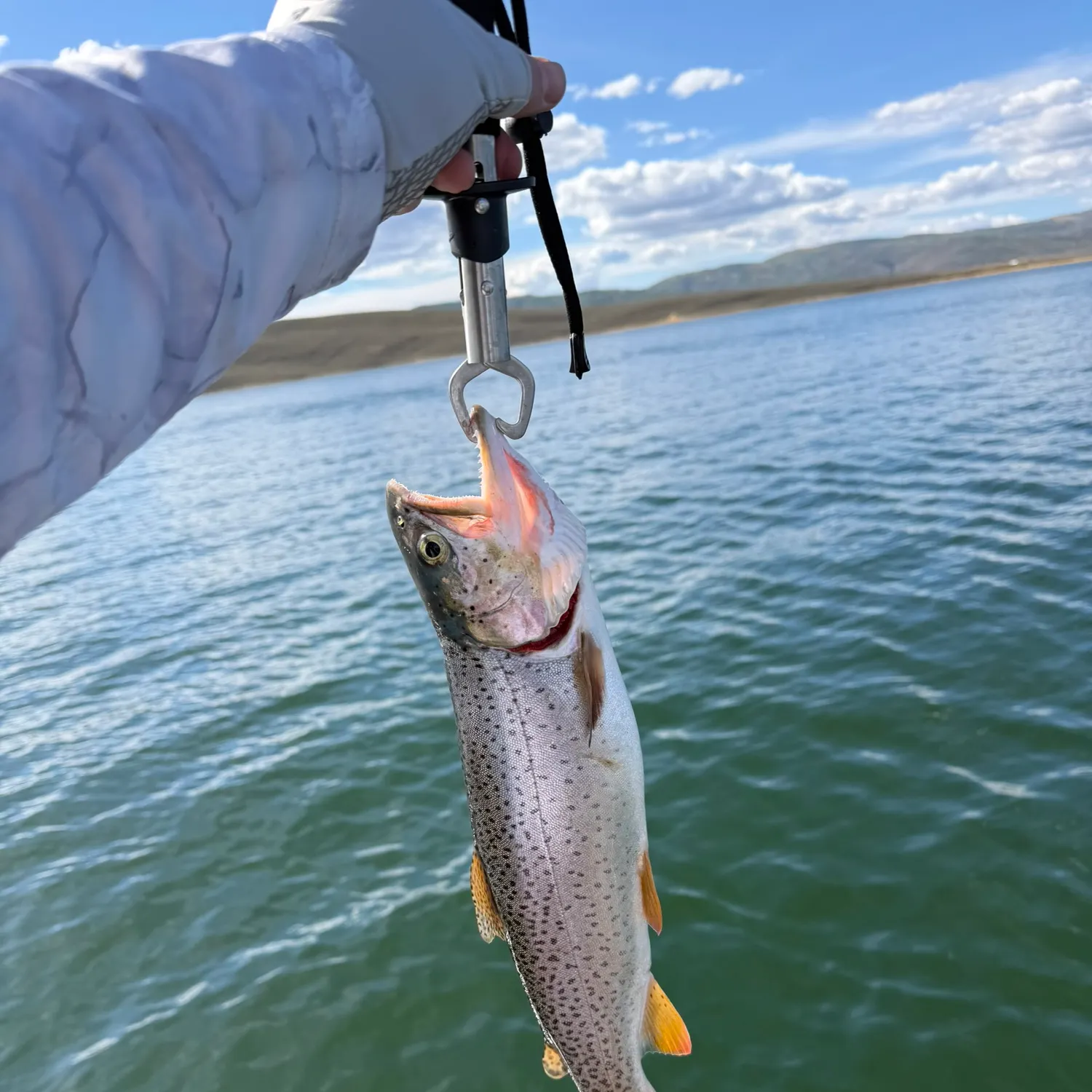 Cutthroat trout caught on Fishbrain