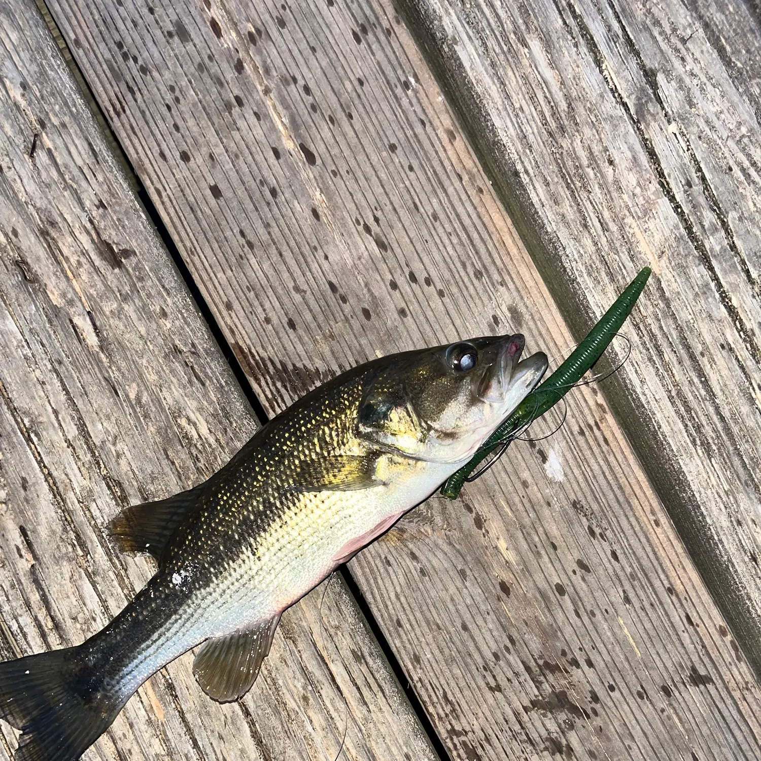 Spotted bass caught on Fishbrain