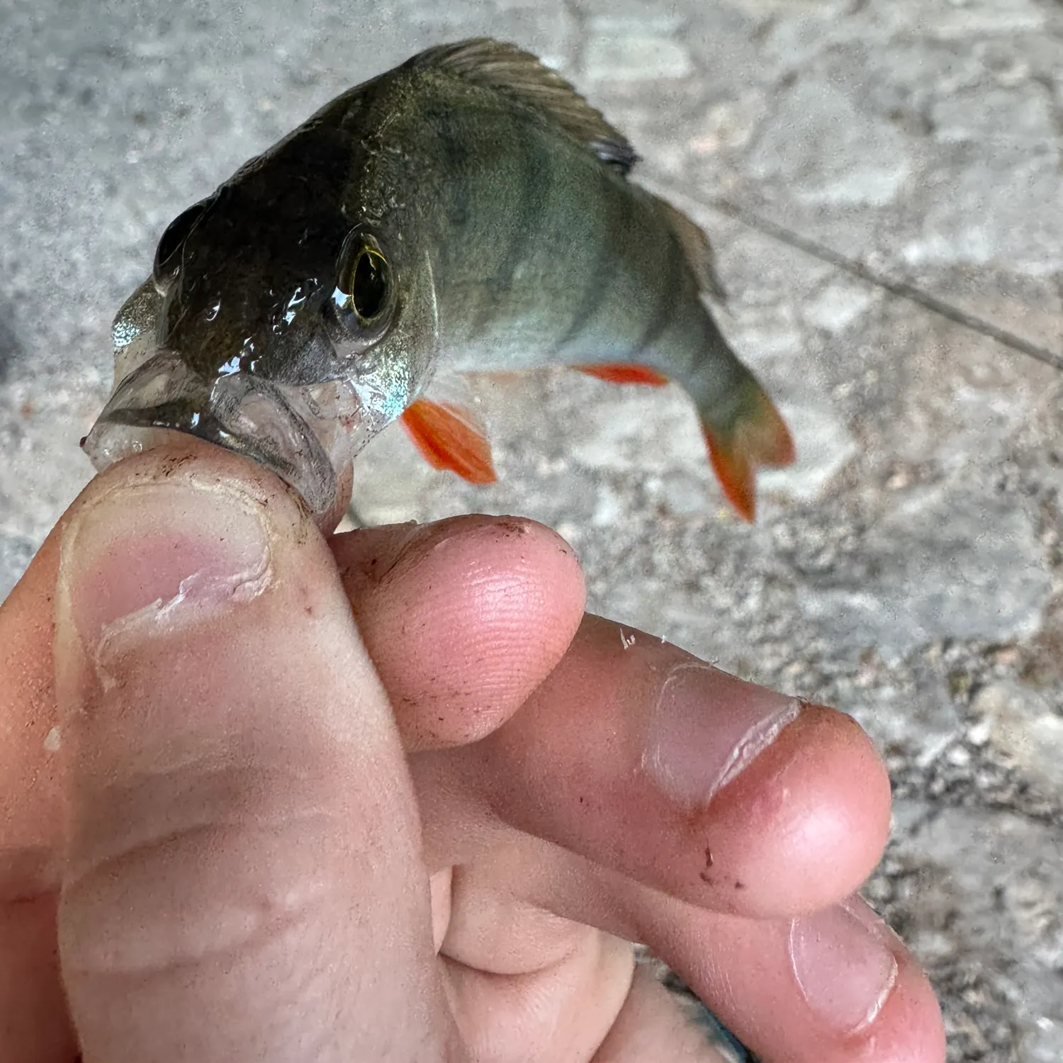 European perch caught on Fishbrain
