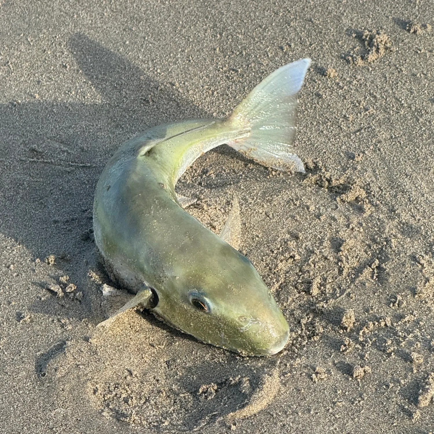 The most recent Smooth puffer catches on Fishbrain