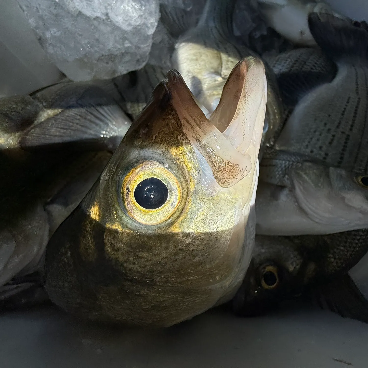 White bass caught on Fishbrain
