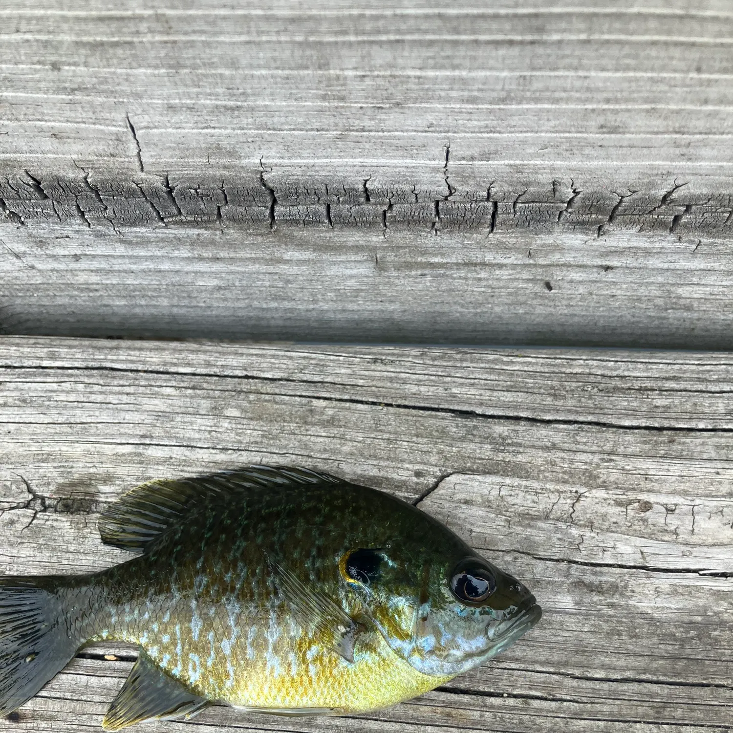Greengill hybrid caught on Fishbrain
