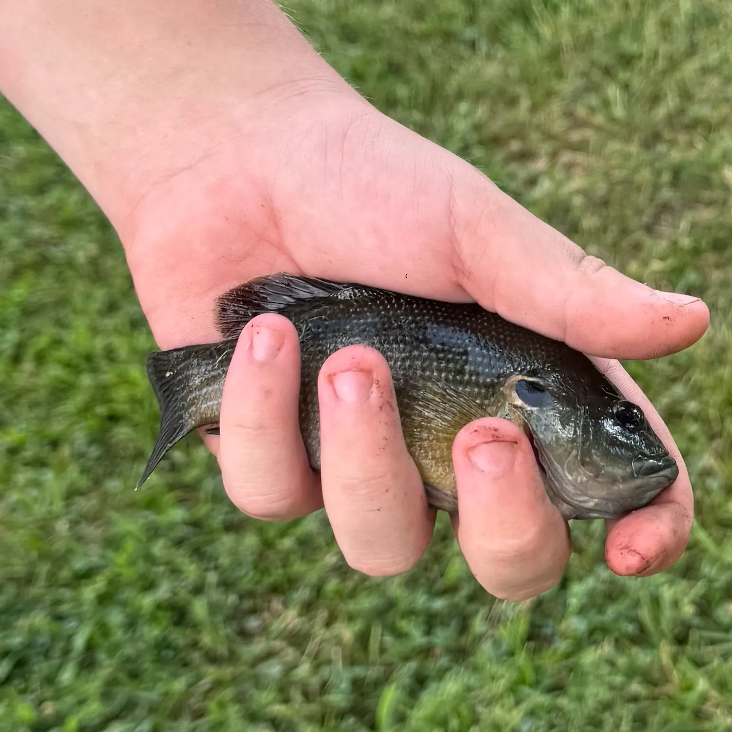 Greengill hybrid caught on Fishbrain