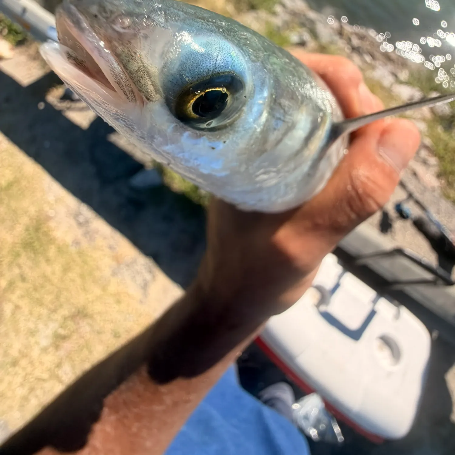 The most recent Striped mullet catches on Fishbrain