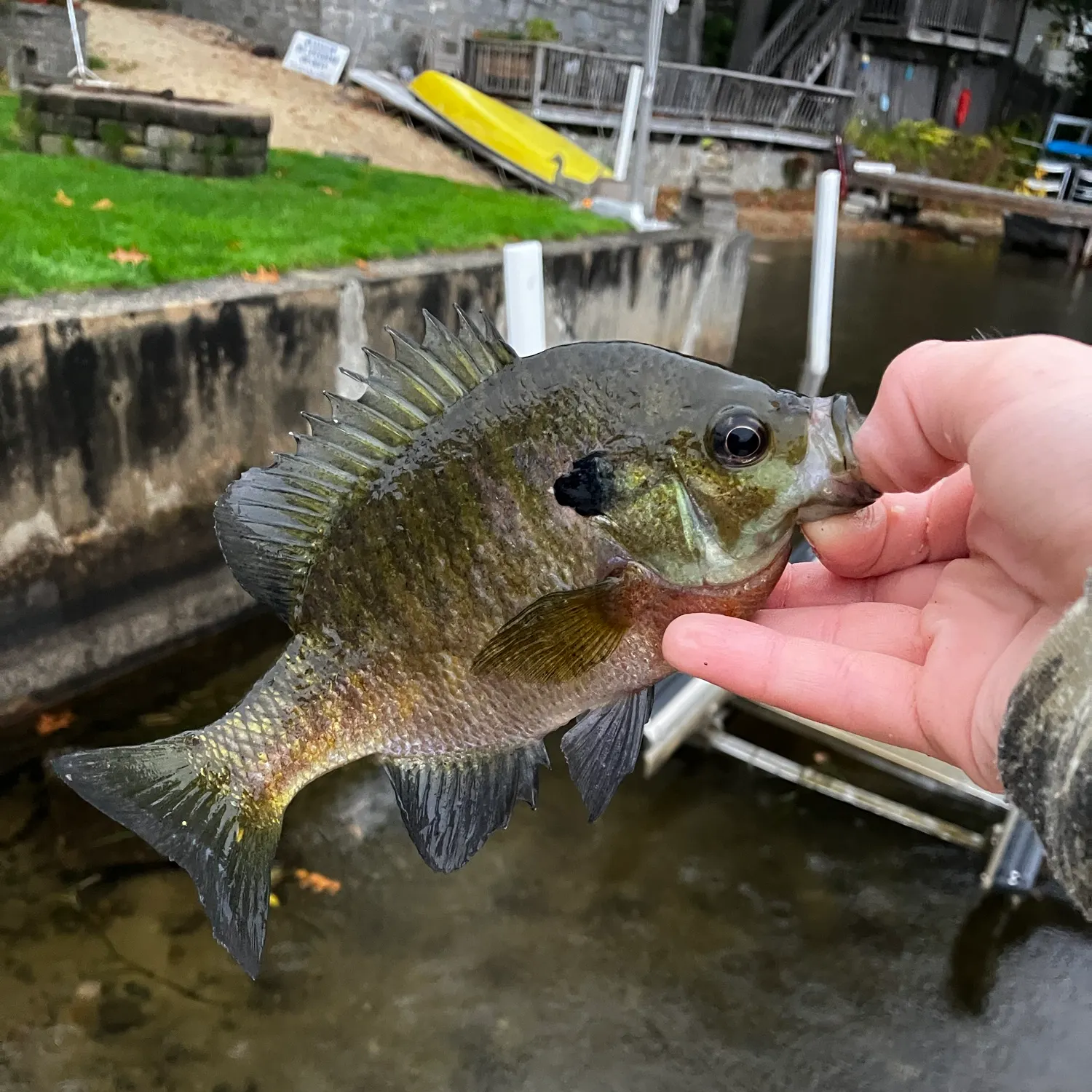 Bluegill caught on Fishbrain