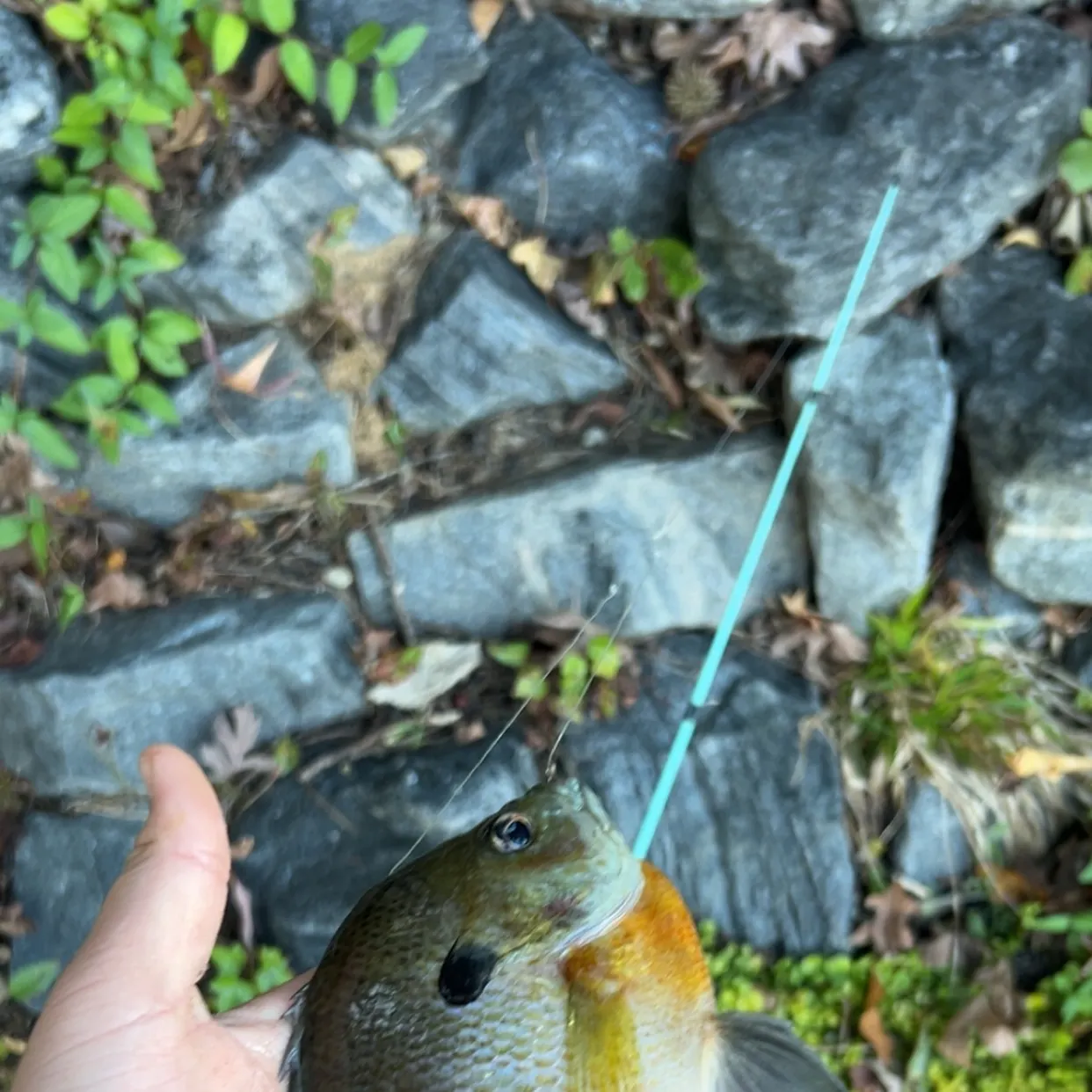 Bluegill caught on Fishbrain