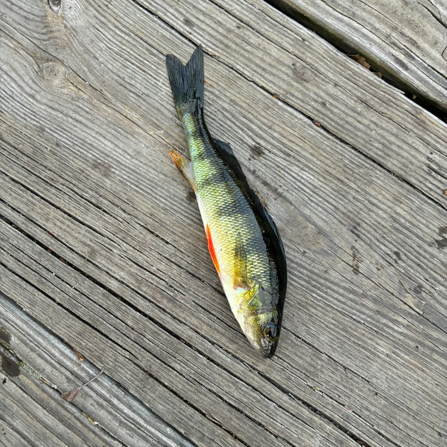 Yellow perch caught on Fishbrain