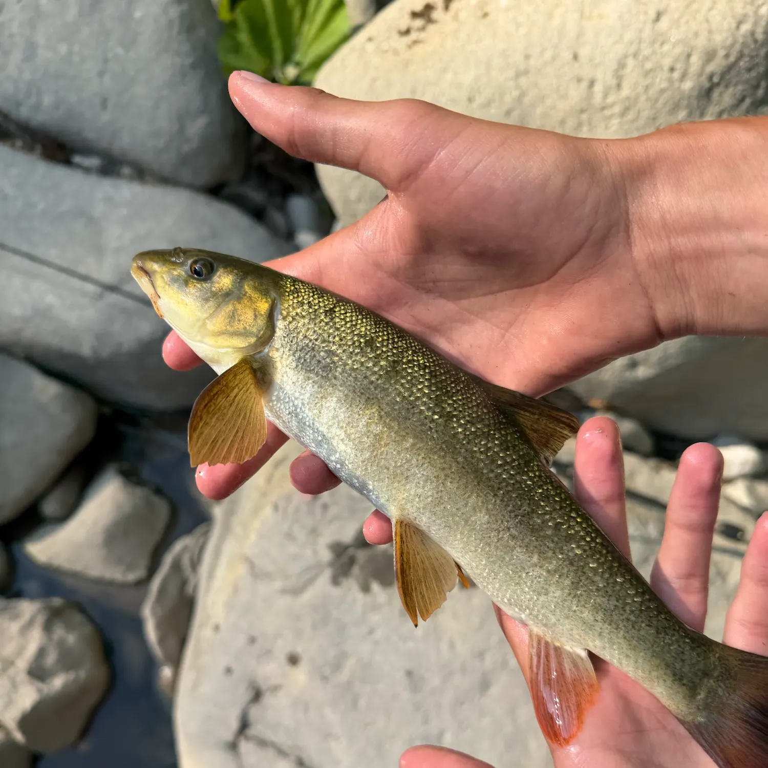 The most recent Common barbel catches on Fishbrain
