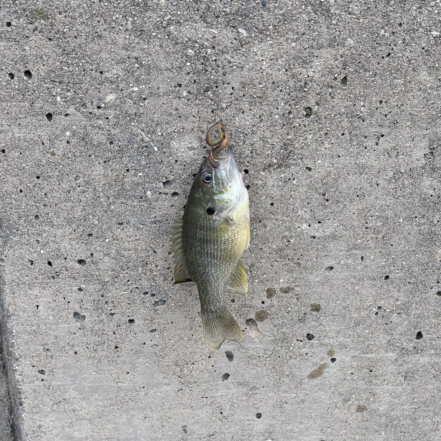 Fish caught on Fishbrain
