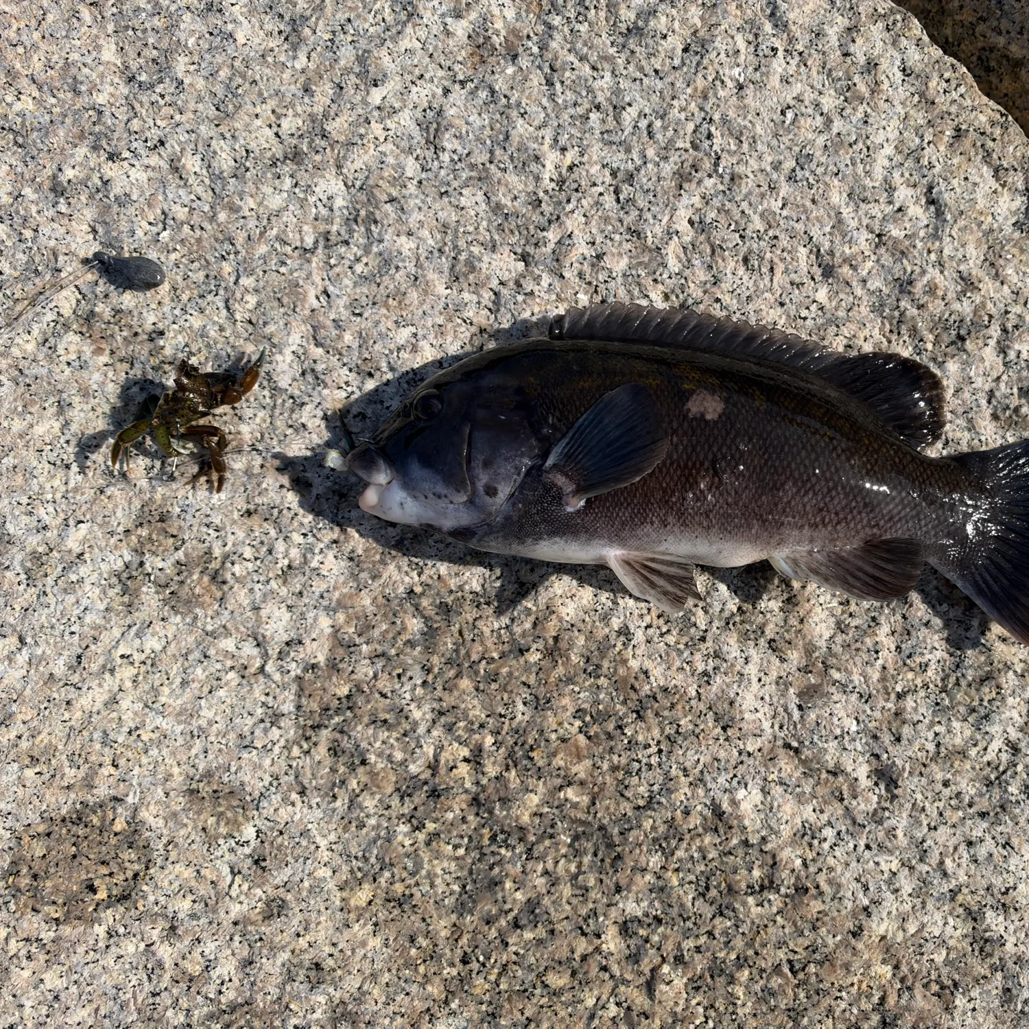 Tautog caught on Fishbrain