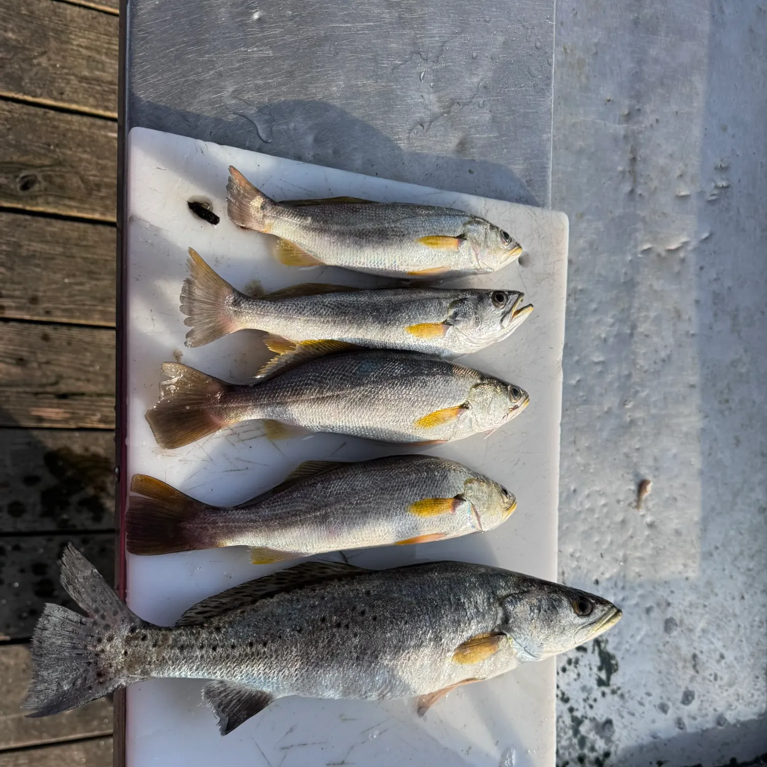 recently logged catches