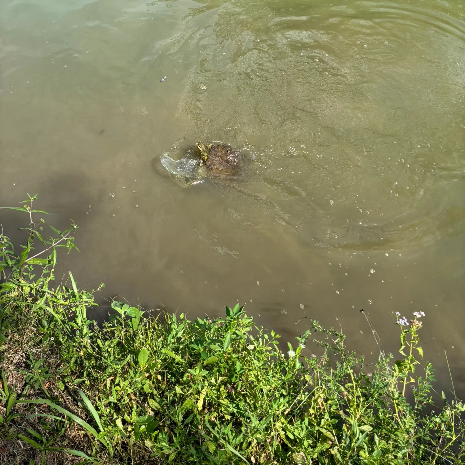 Spiny softshell turtle caught on Fishbrain