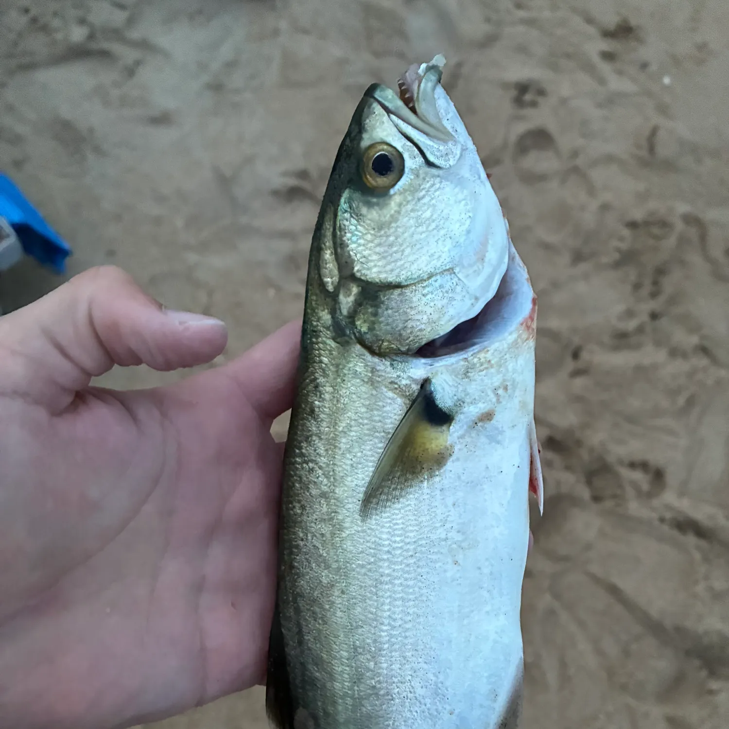 Bluefish caught on Fishbrain