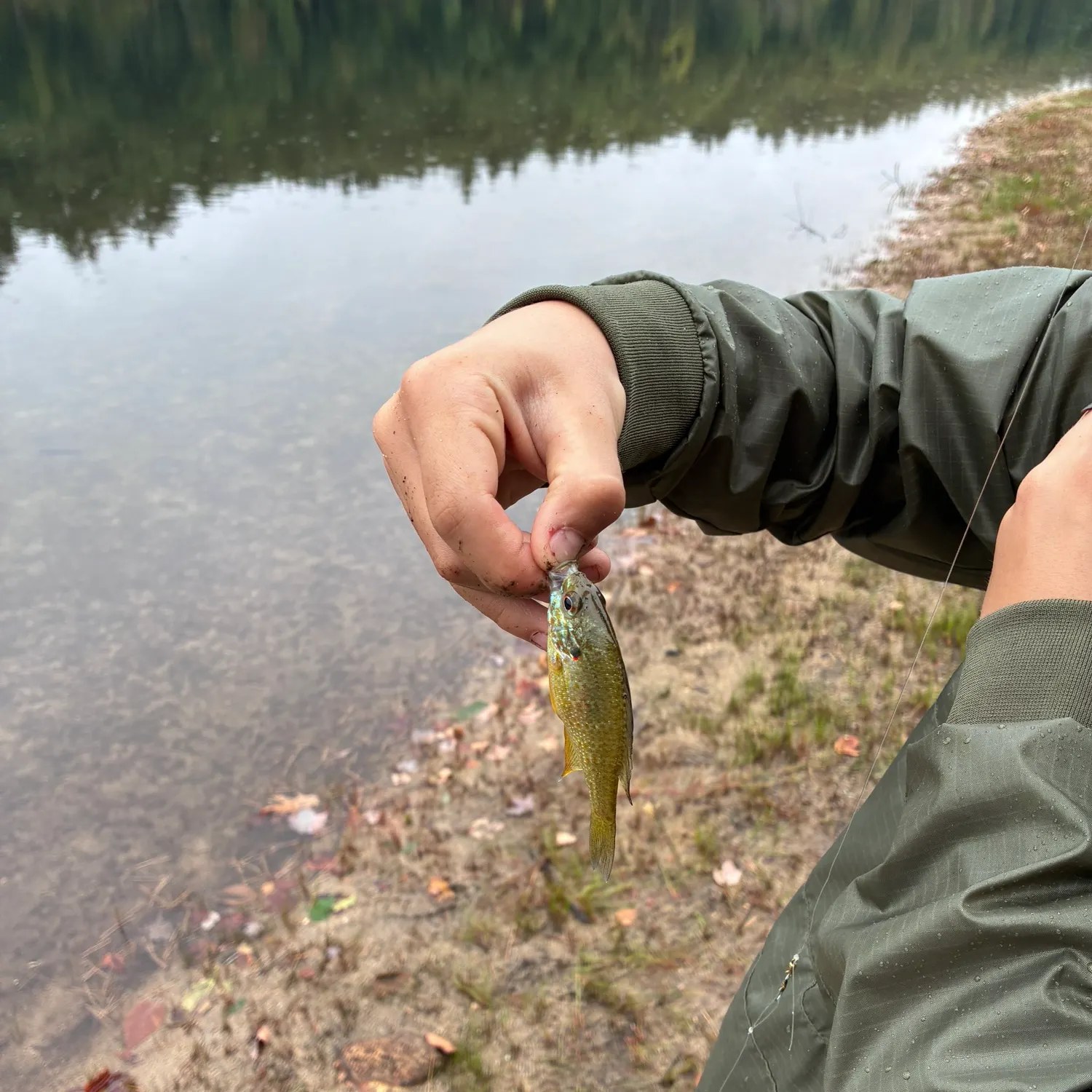 Bluegill caught on Fishbrain
