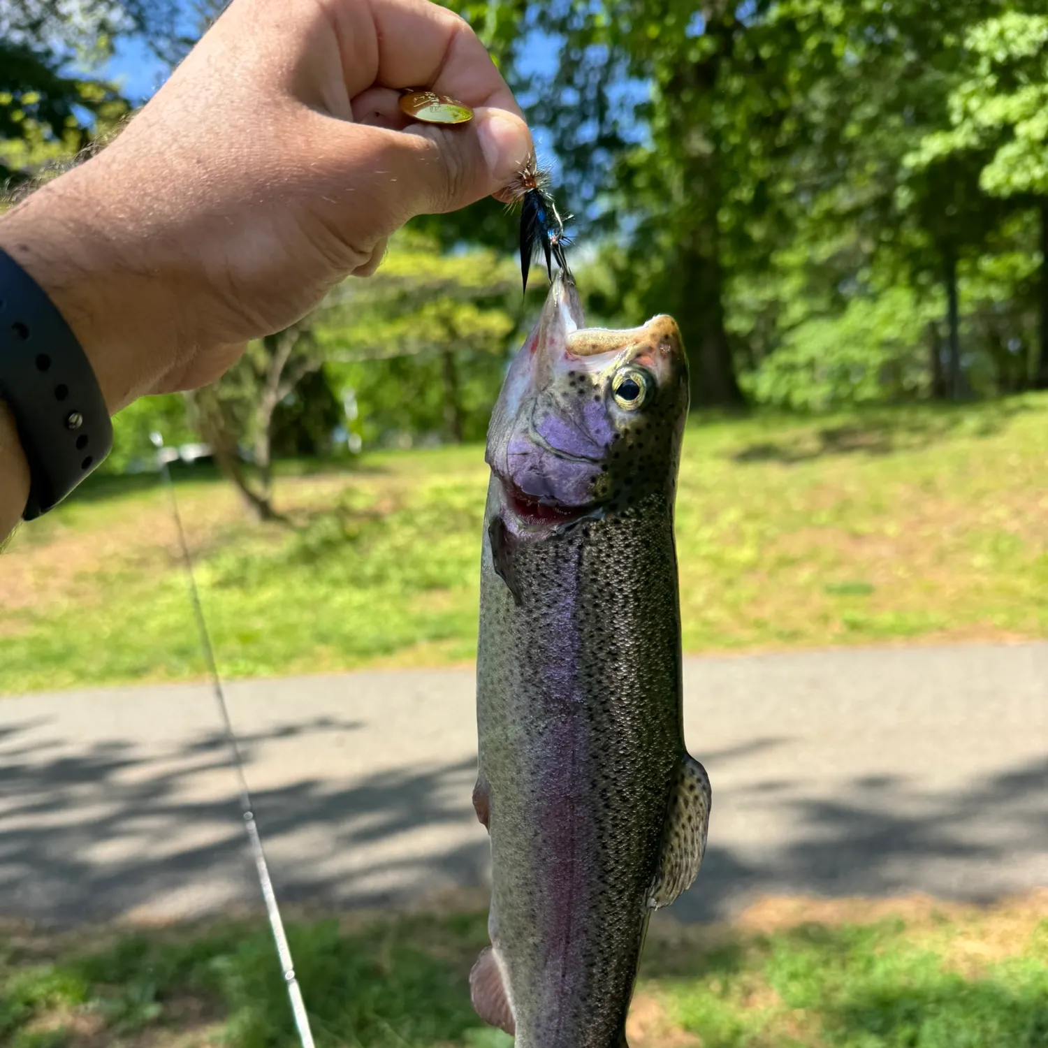 recently logged catches