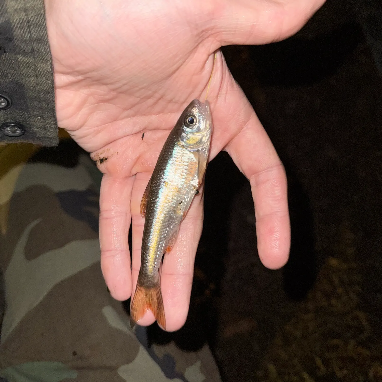 Common shiner caught on Fishbrain