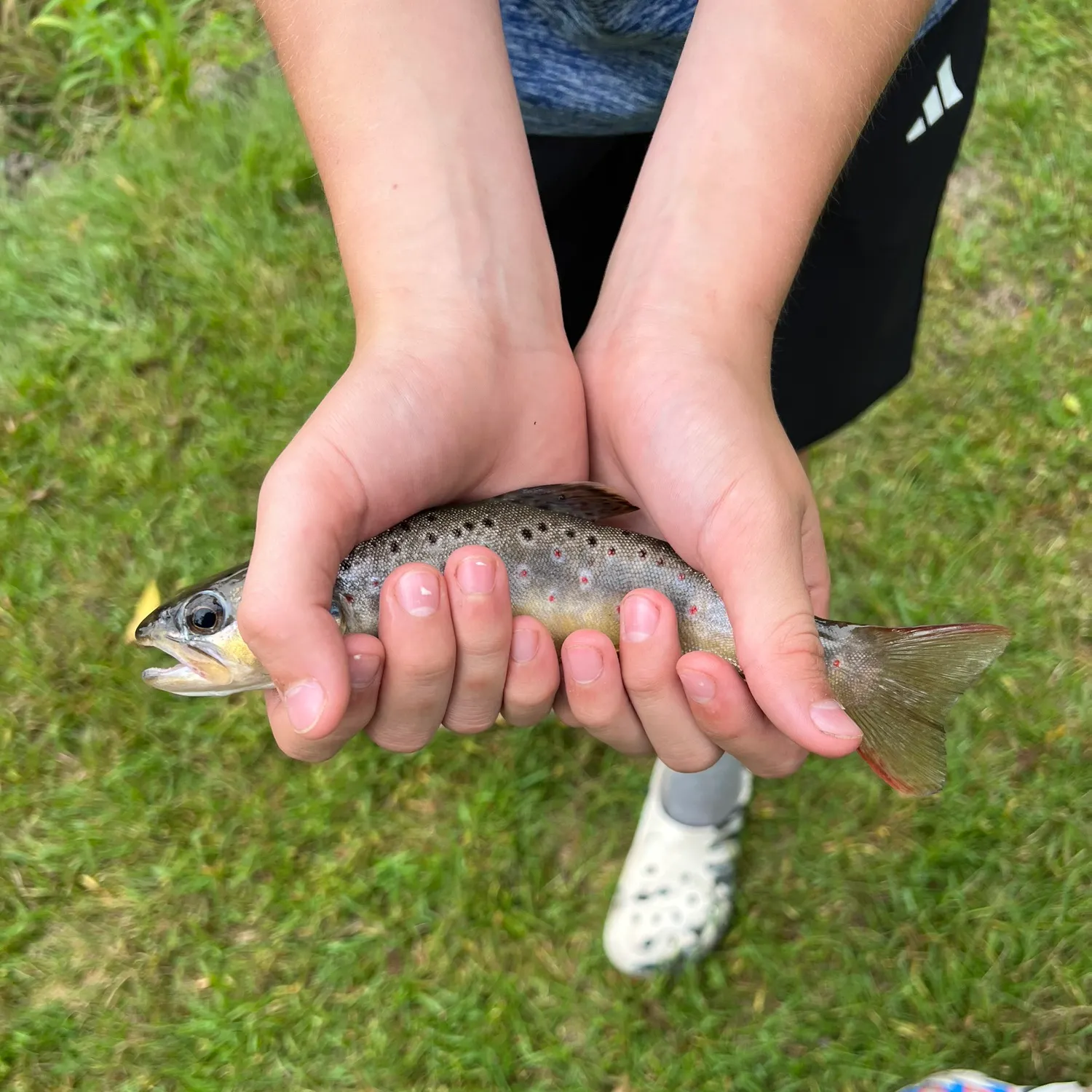 Brown trout caught on Fishbrain