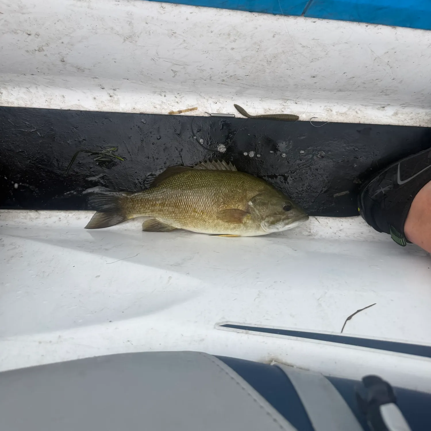 Smallmouth bass caught on Fishbrain