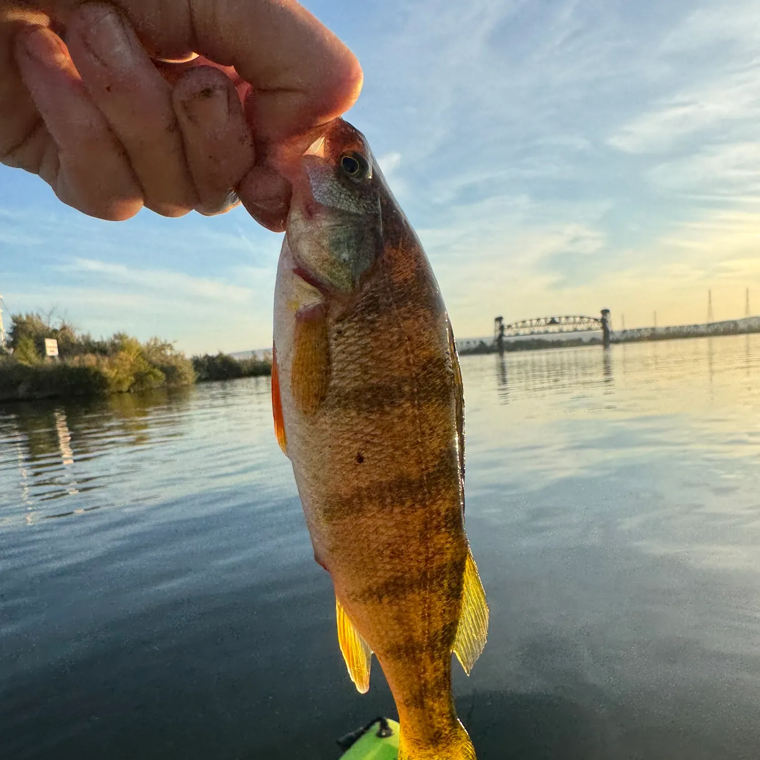 Yellow perch caught on Fishbrain