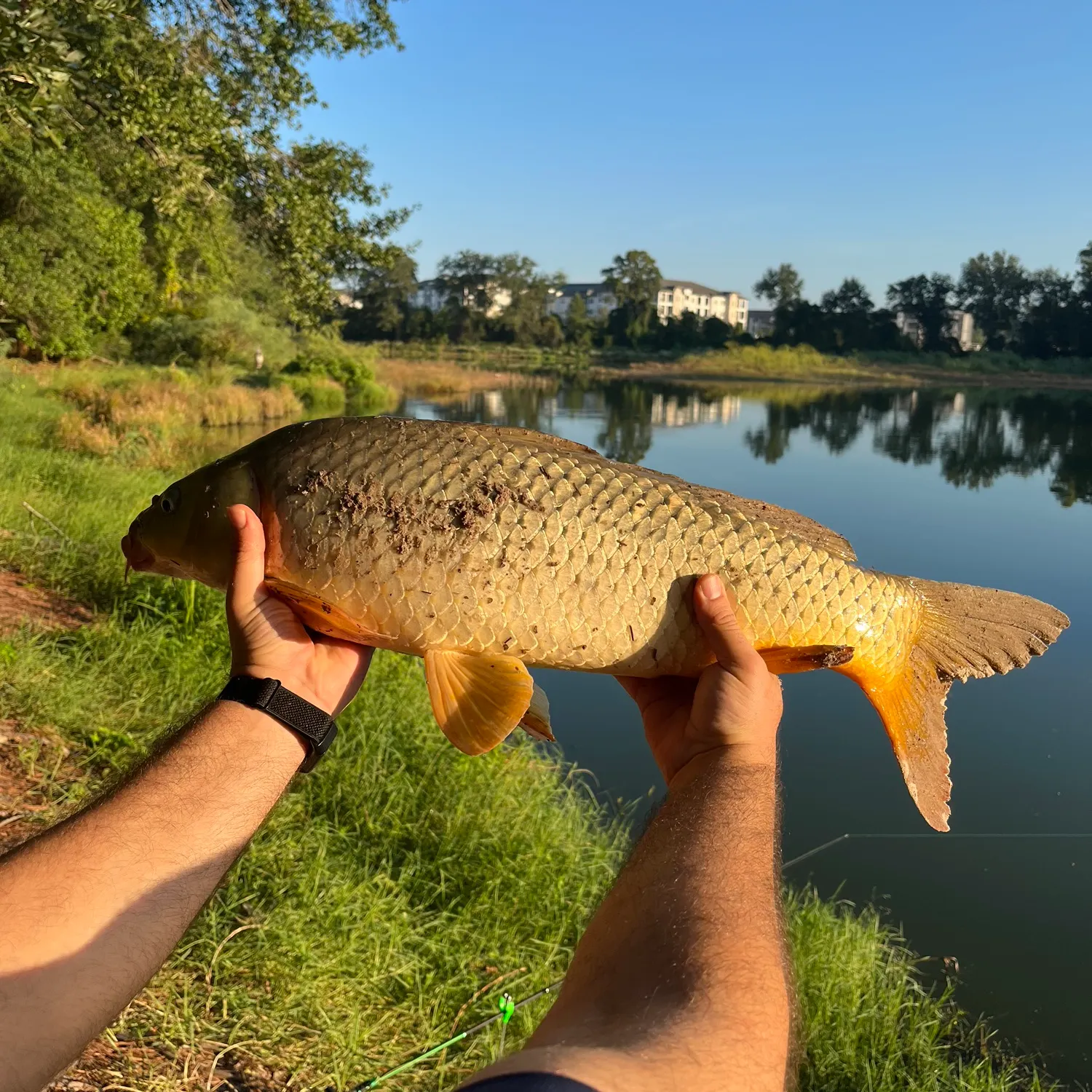 Common carp caught on Fishbrain
