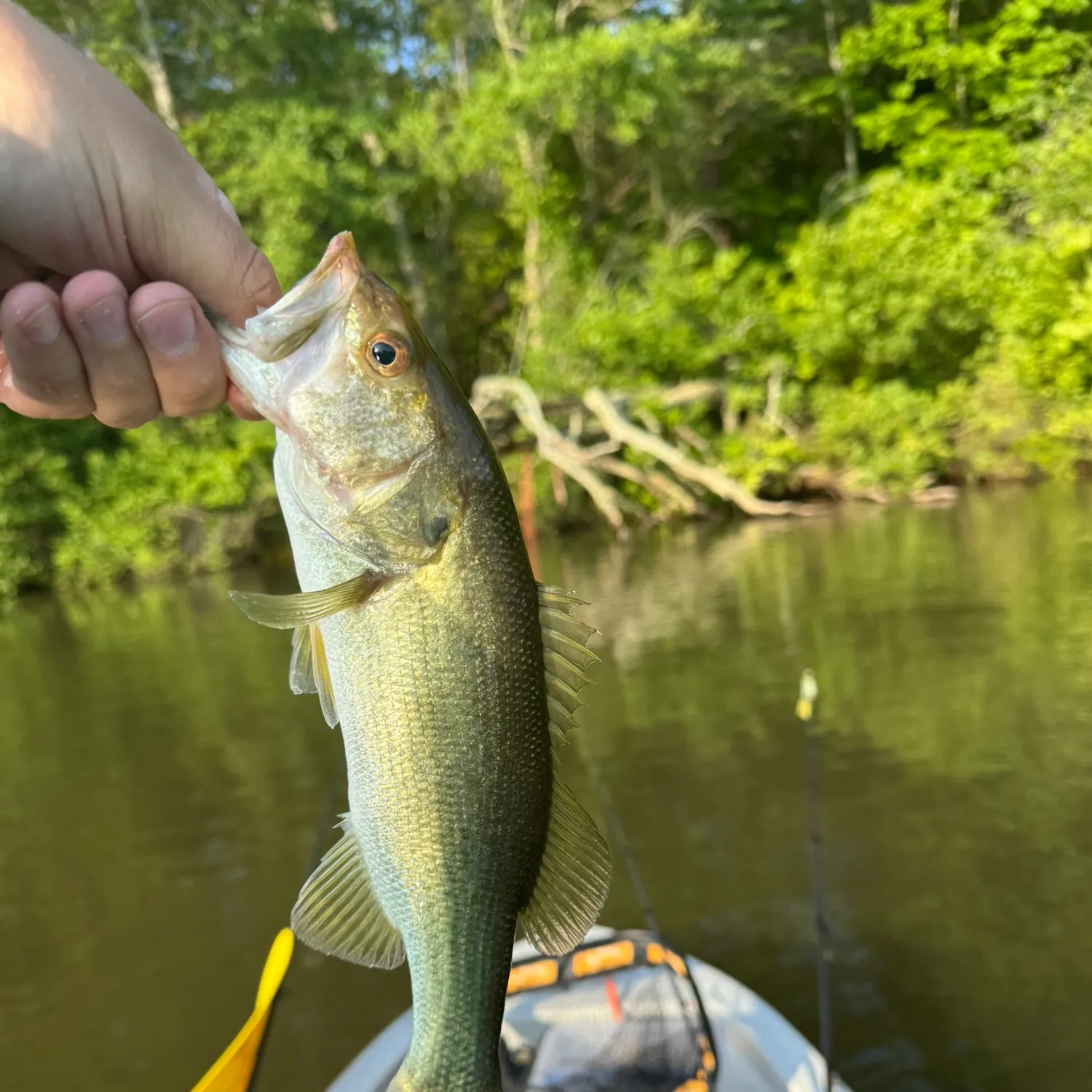 The most recent Largemouth bass catches on Fishbrain