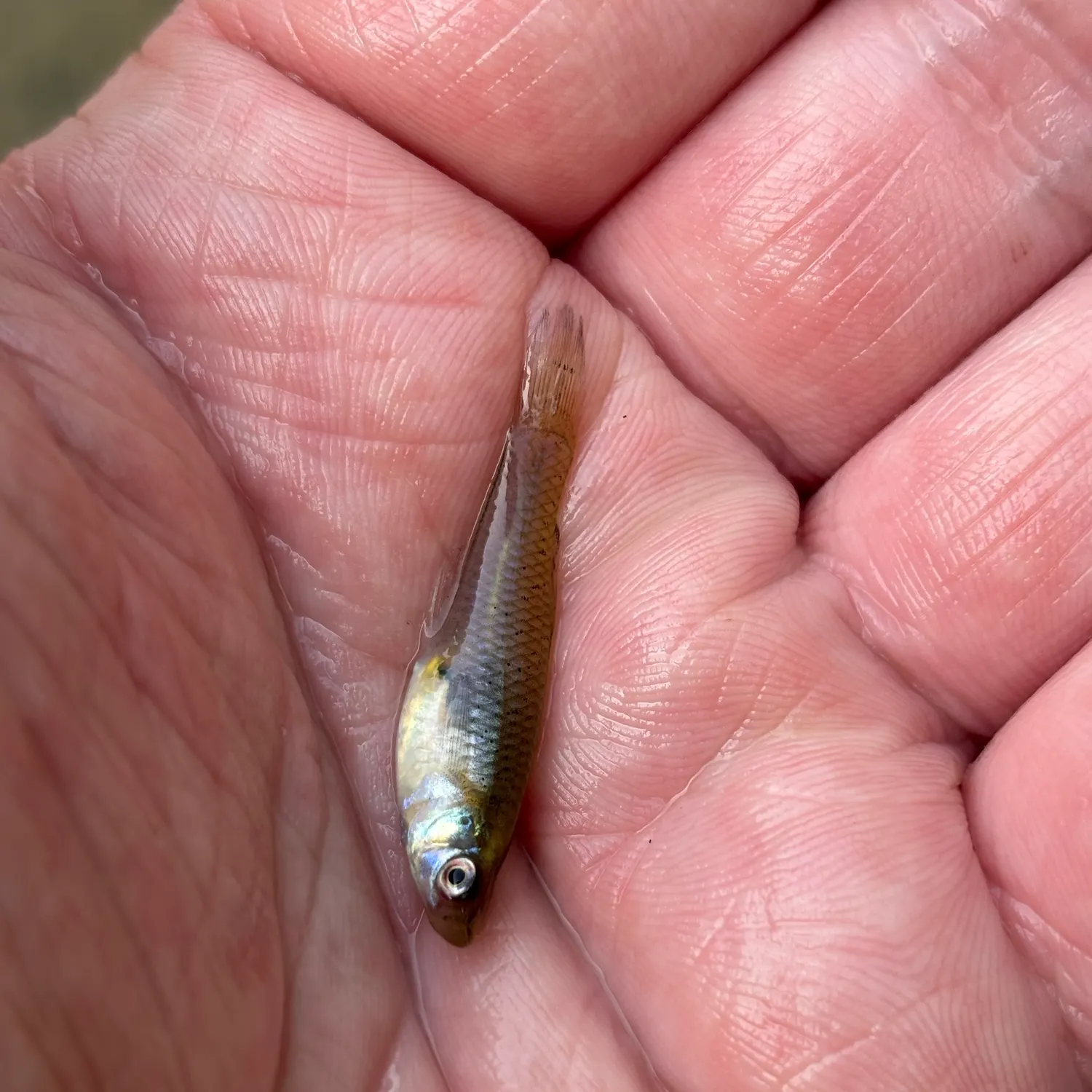 The most recent Western mosquitofish catches on Fishbrain