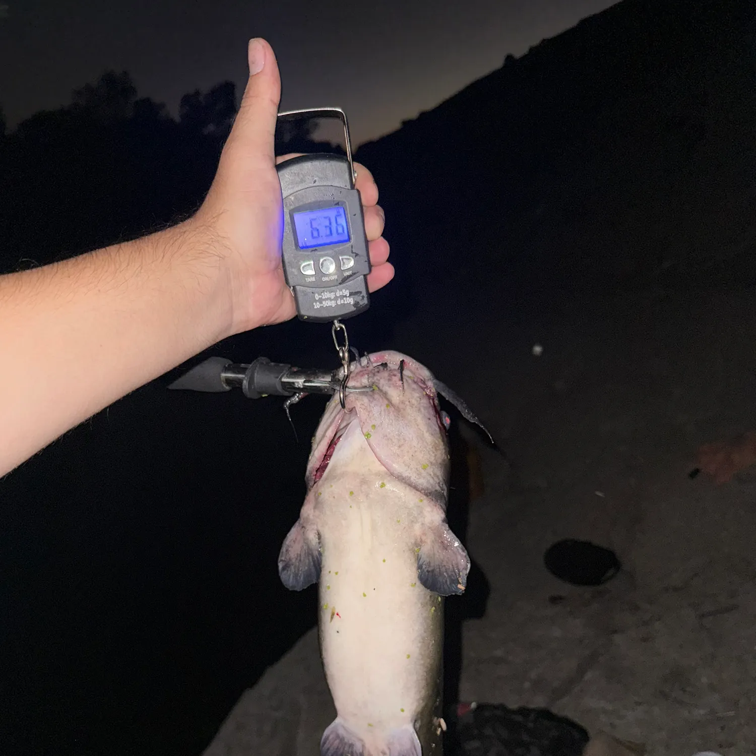 Channel catfish caught on Fishbrain