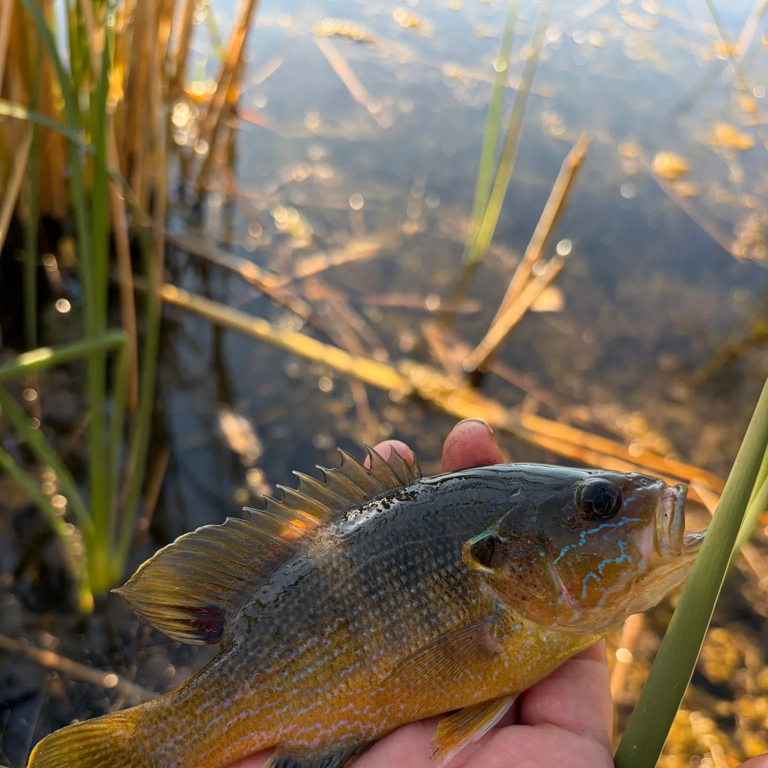 Green sunfish caught on Fishbrain