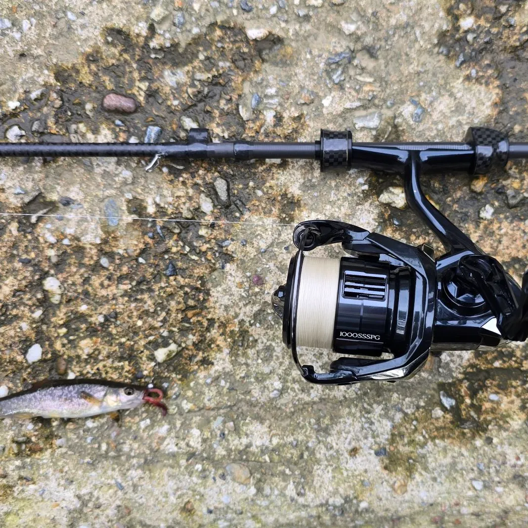 The most recent Chinese minnow catches on Fishbrain