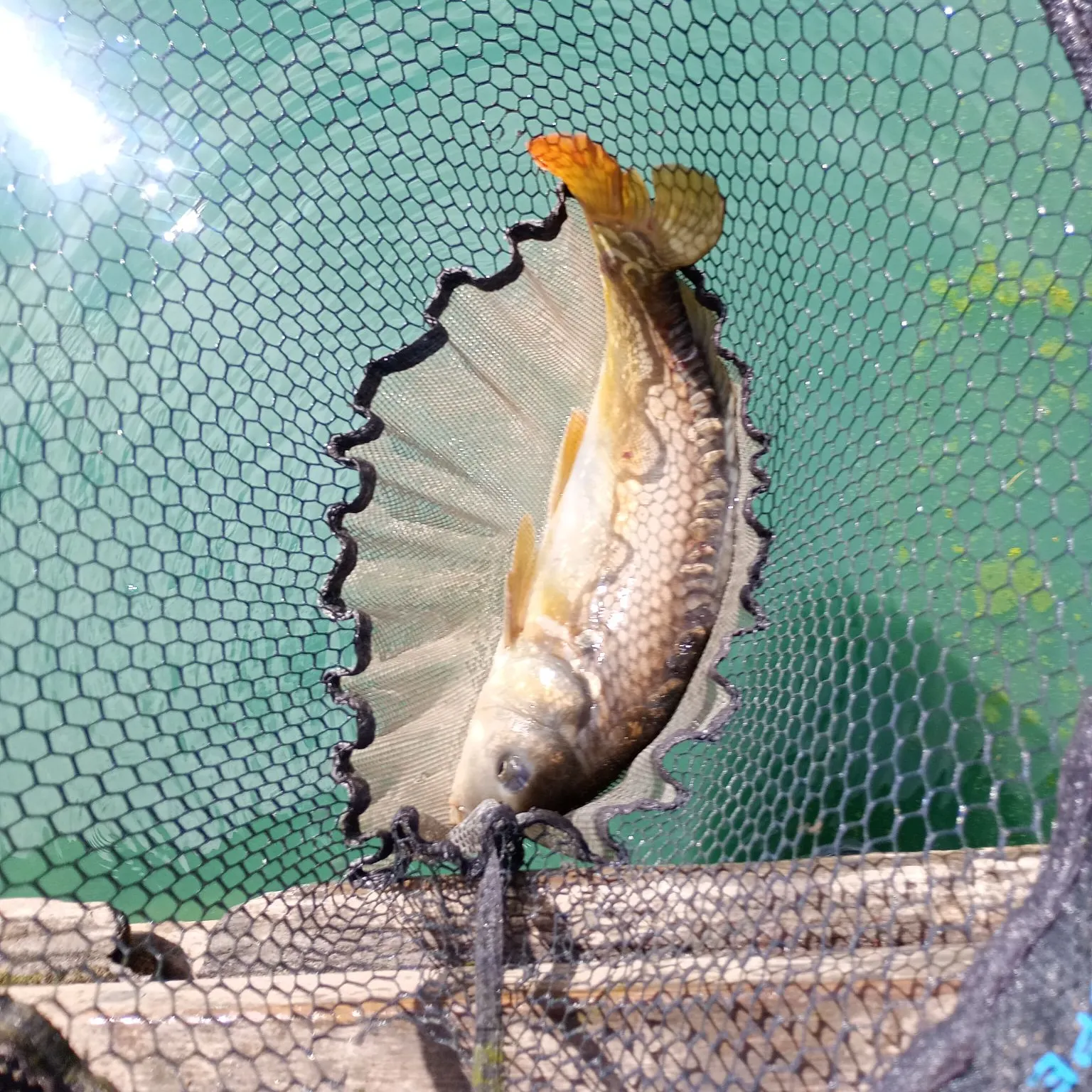 Mirror carp caught on Fishbrain