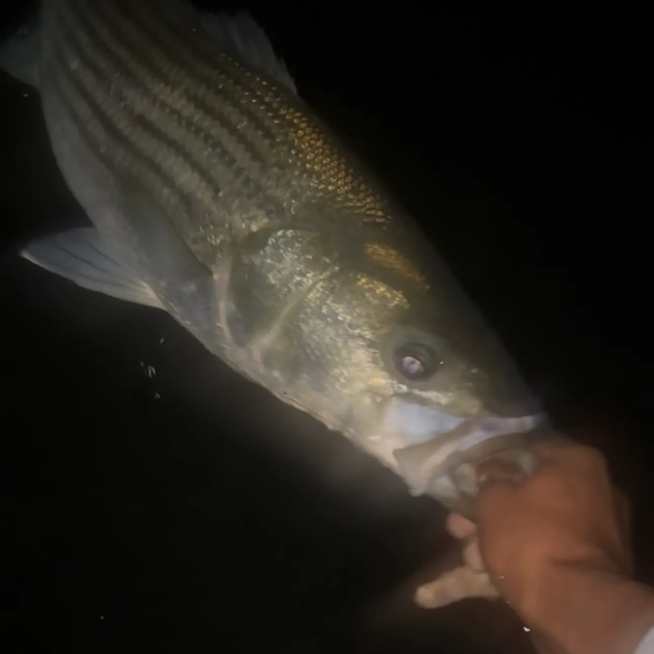 Striped bass caught on Fishbrain