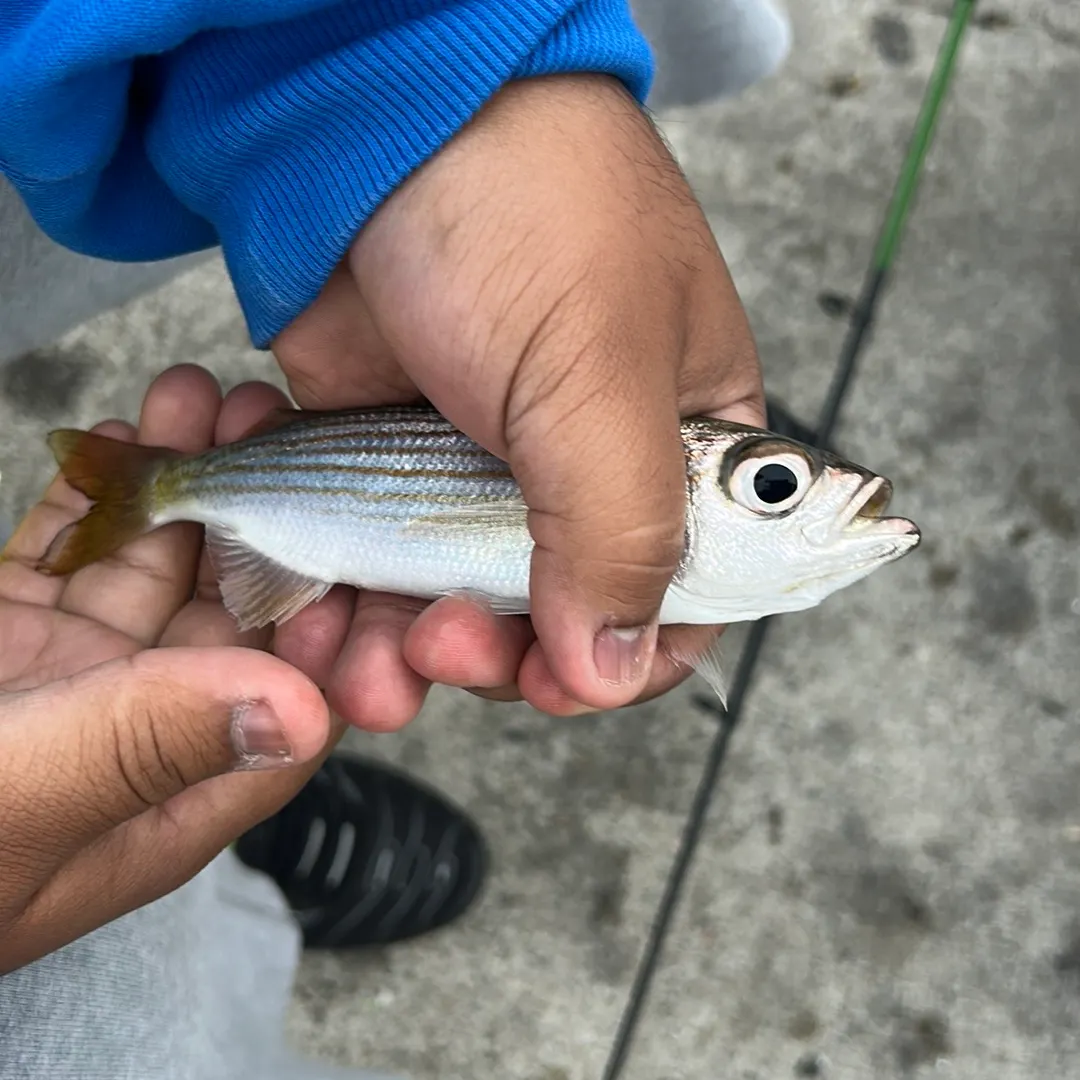 Moses perch caught on Fishbrain