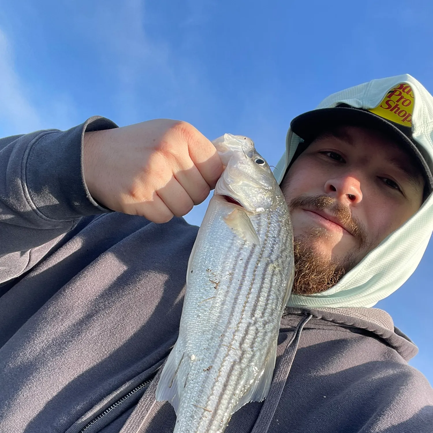 The most recent Striped bass catches on Fishbrain