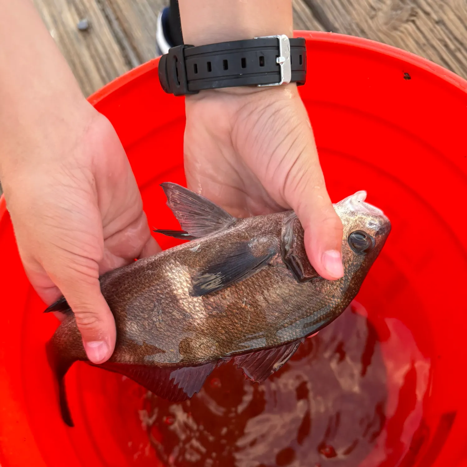 Black croaker caught on Fishbrain