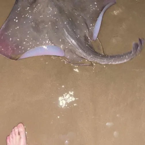 The most recent Bottlenosed skate catches on Fishbrain