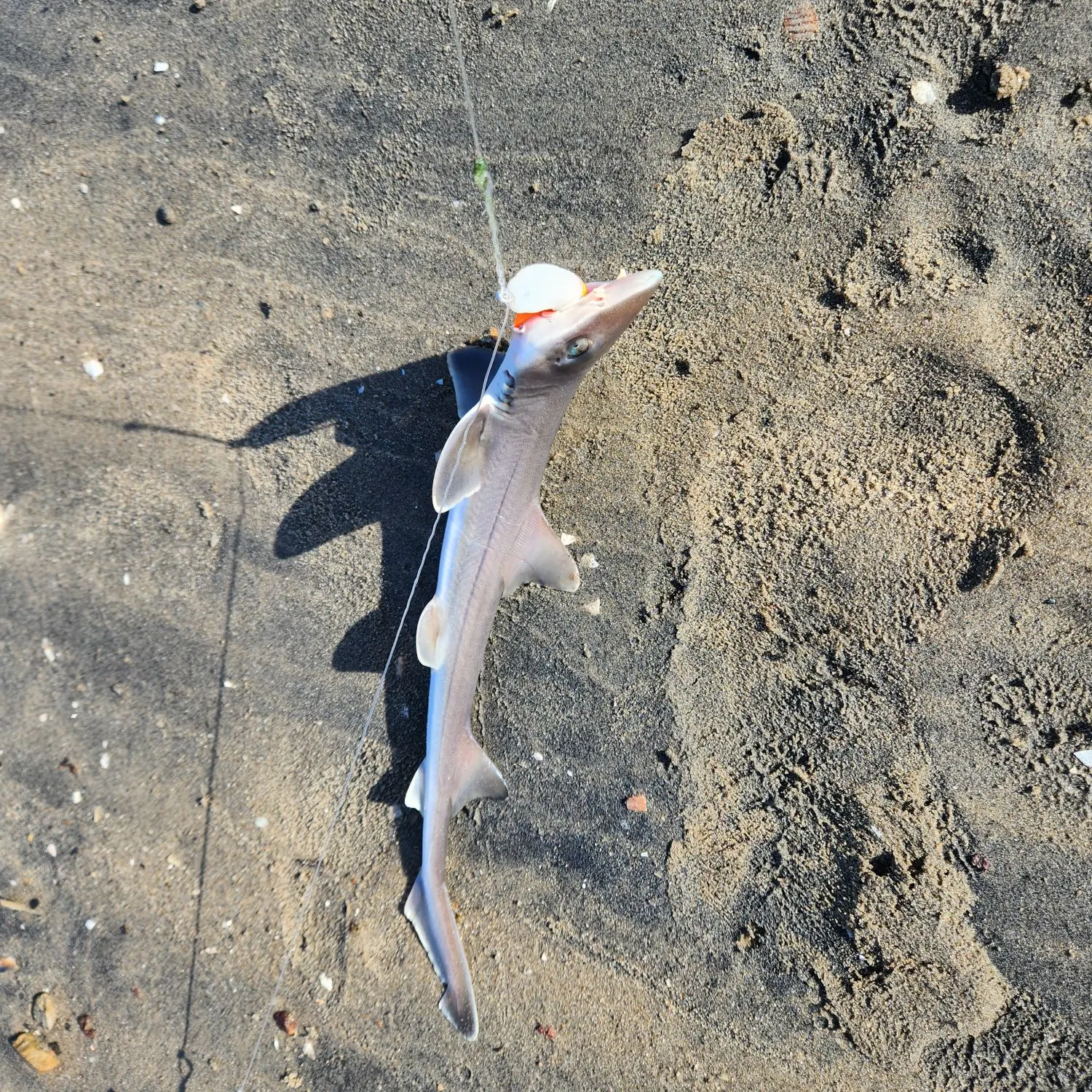 The most recent Grey smooth-hound catches on Fishbrain