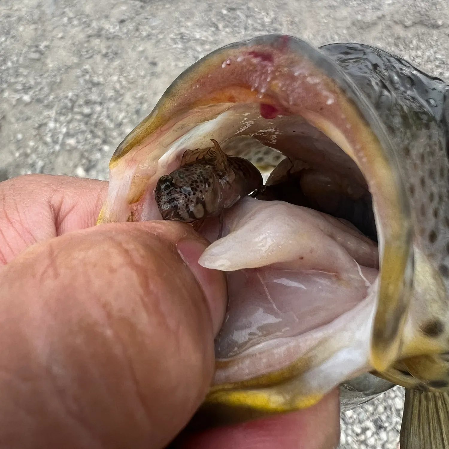 The most recent Bay blenny catches on Fishbrain